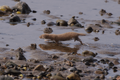Thumbnail for version as of 11:24, 15 June 2026